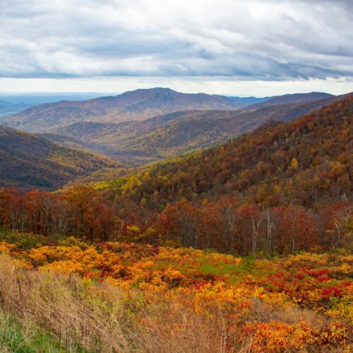 Rogue Polyface Recordings